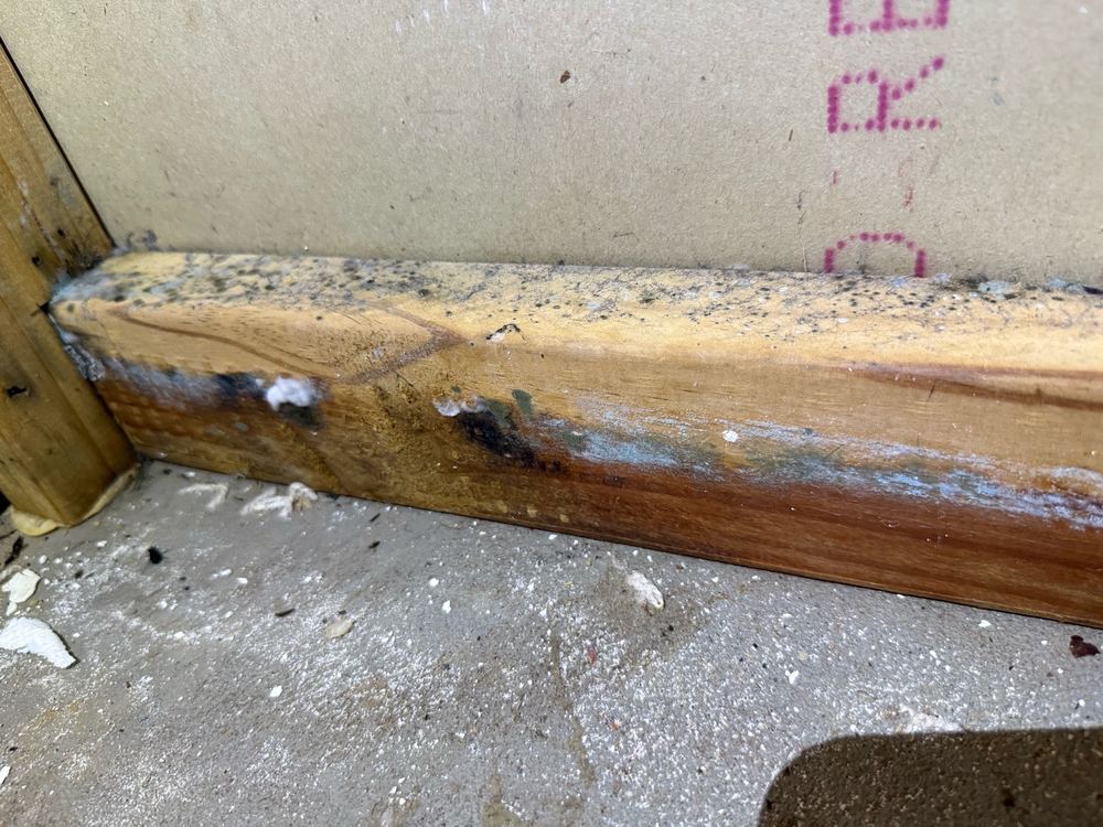 Mould growth on a staircase where moisture had been sitting, found during a defect investigation inspection in Forestville